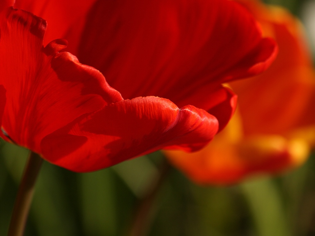 Red tulip detail