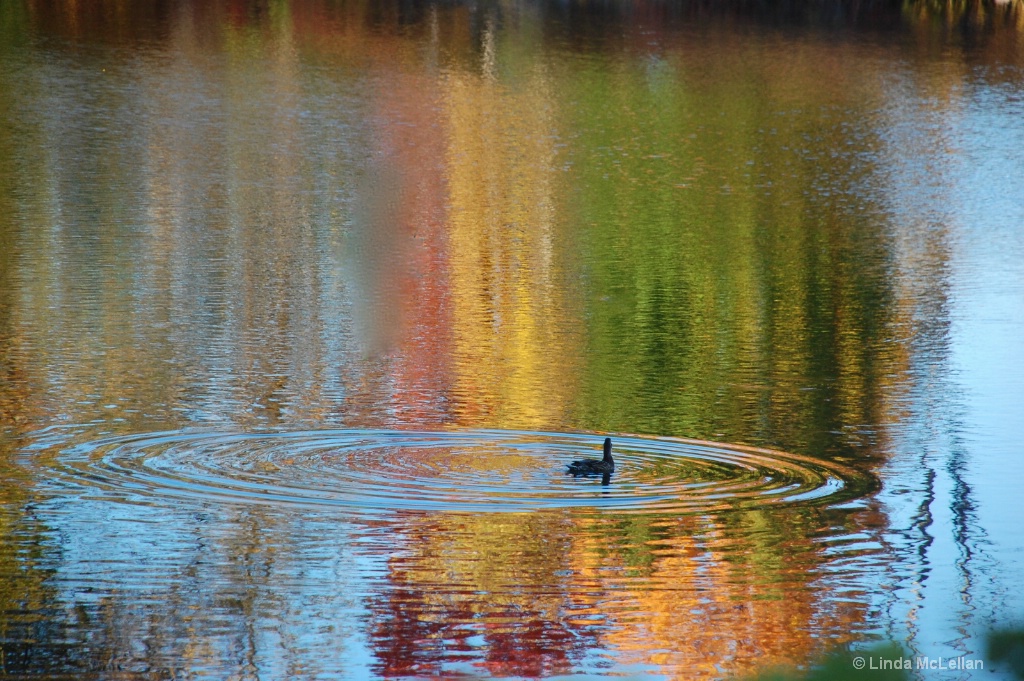 Duck in a fall rainbow