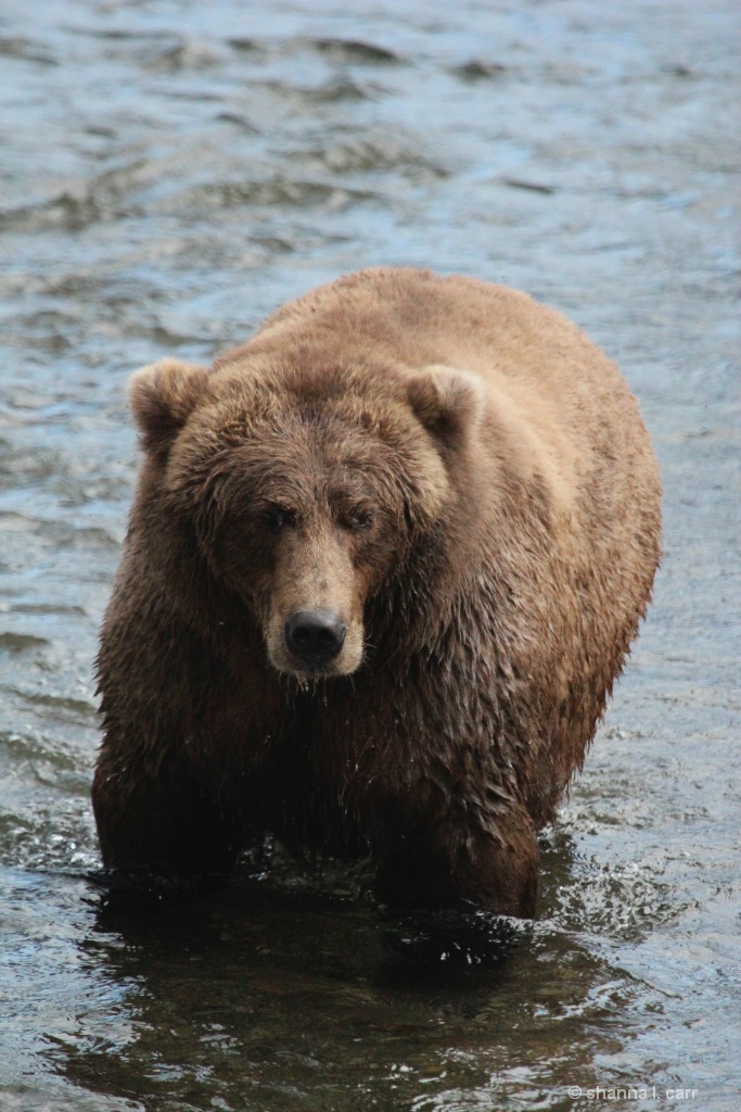 Adult male brown bear 
