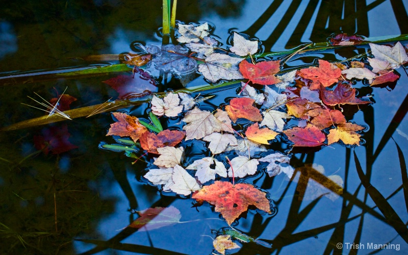 Leaves on the Pond_1...
