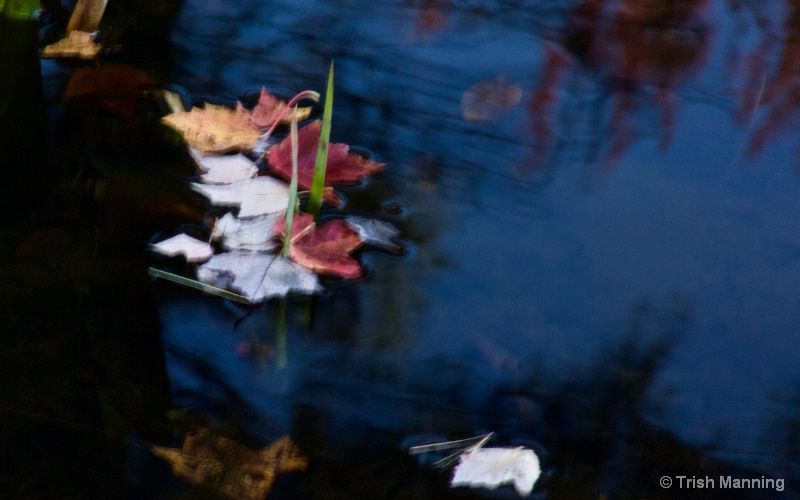 Leaves on the Pond_2...