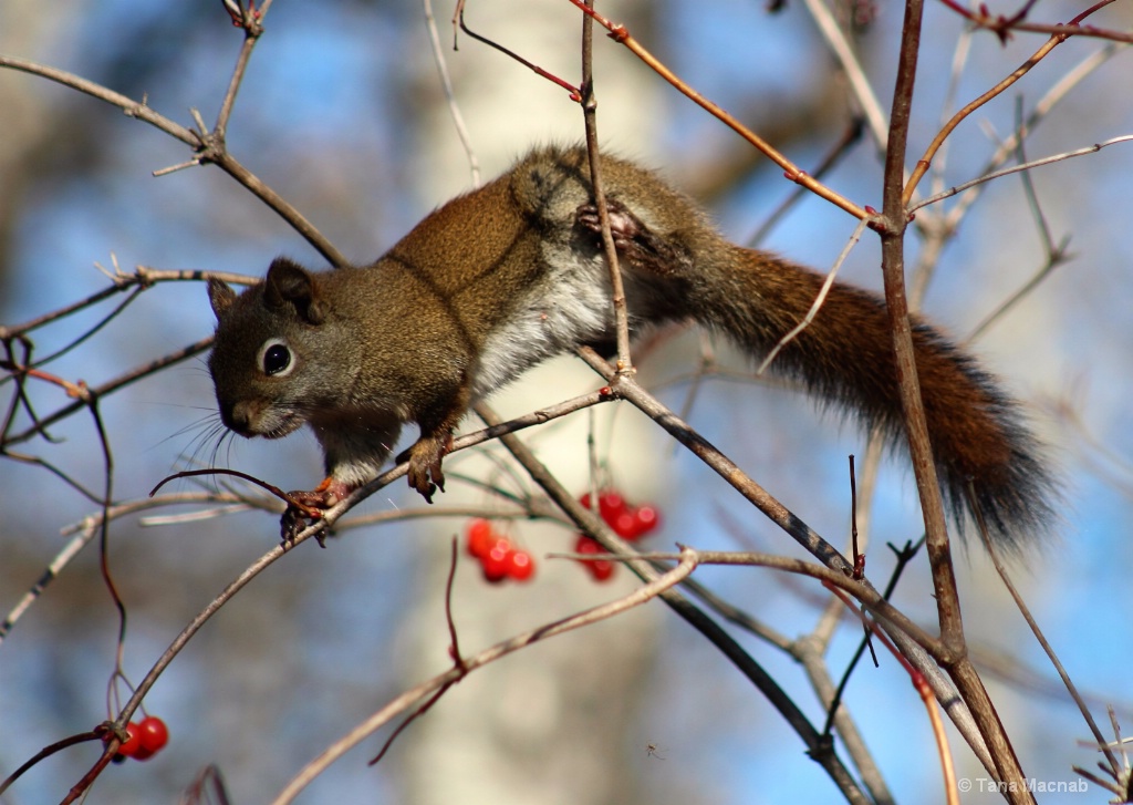 Out On A Limb