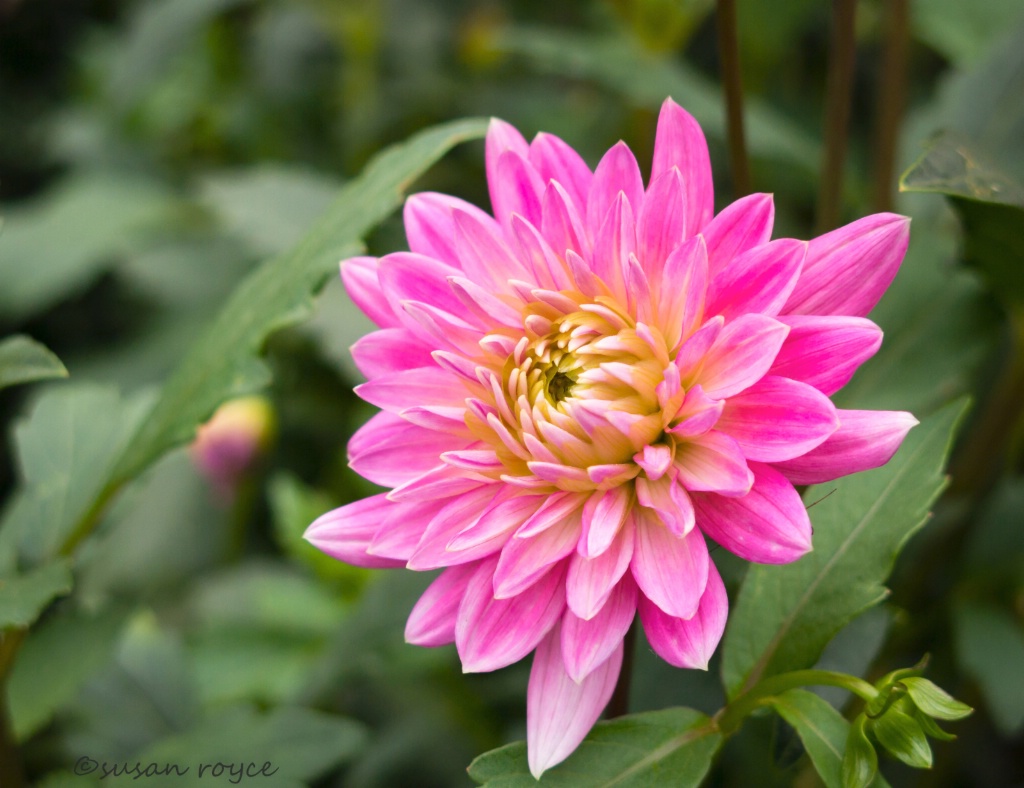 Pink Dahlia