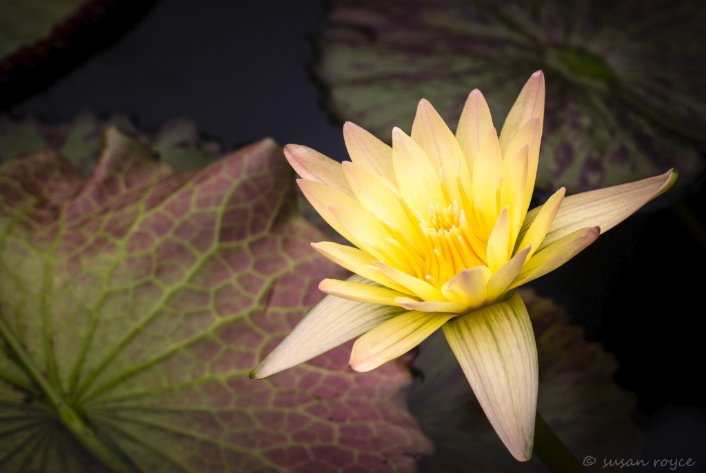 Framed Water Lily