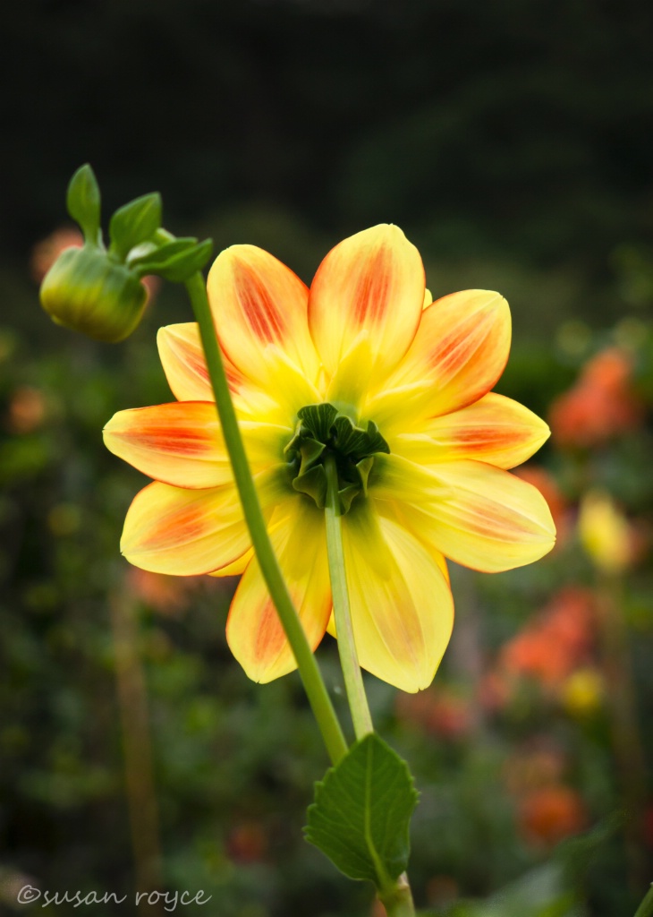 Oh So Shy Dahlia