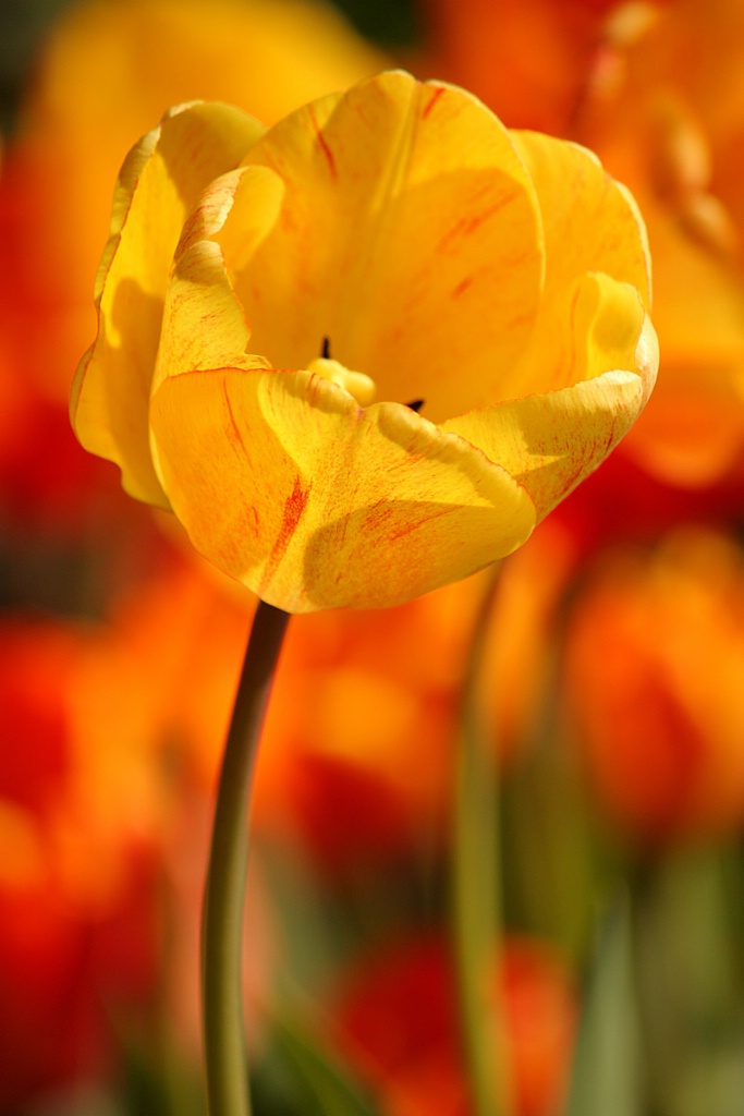 Yellow tulip