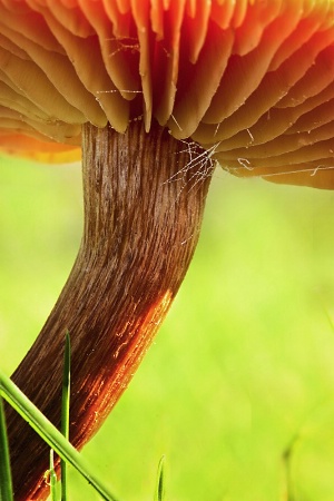 Little Umbrella