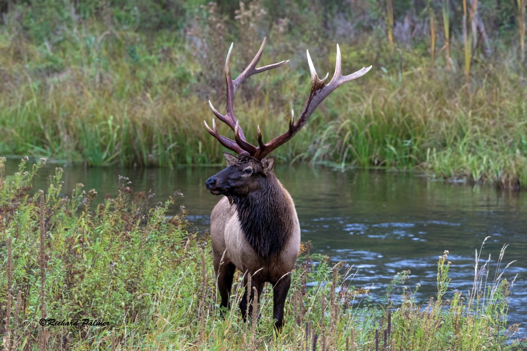 Elk 2003