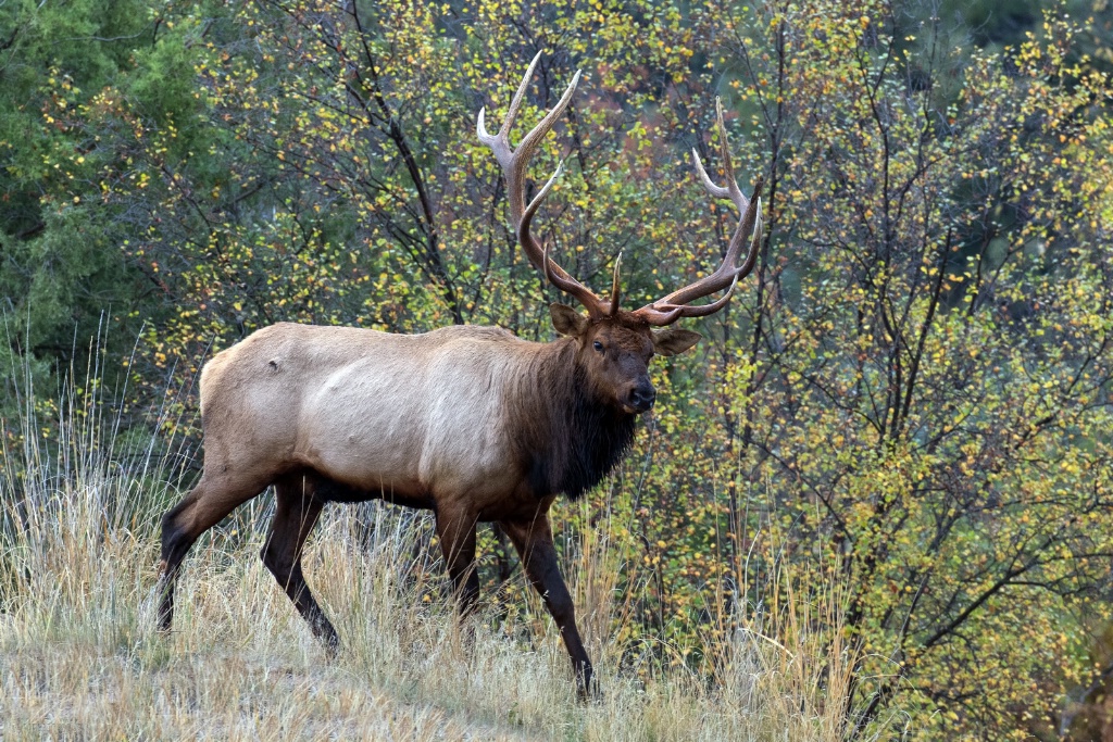 Elk 0976