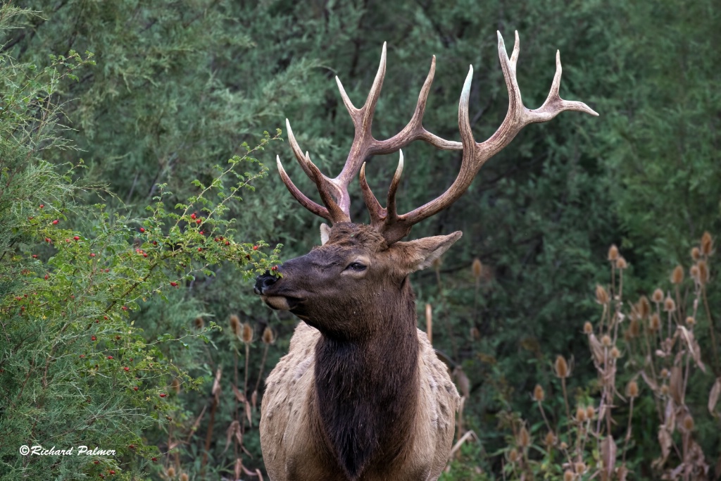 Elk 1398