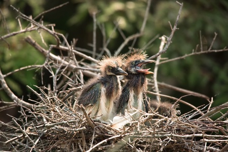 Tri-Color Heron Chicks