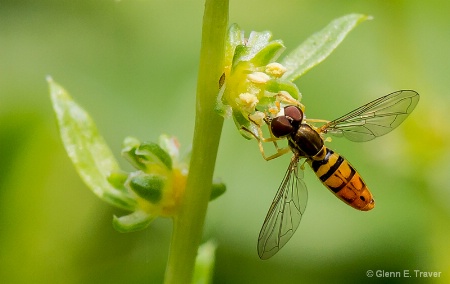 The Photo Contest 2nd Place Winner - Light  on his Wings