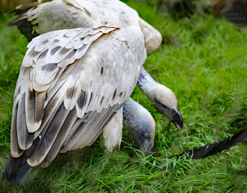 Feather Fight 