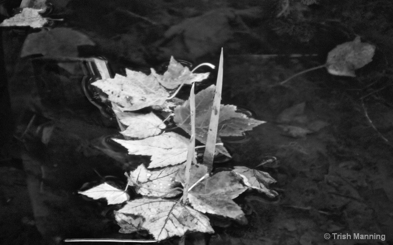 Leaves on the pond_B/W...