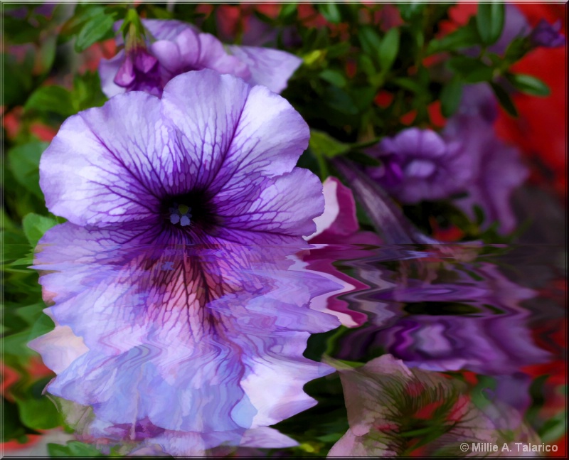 Purple Petunia