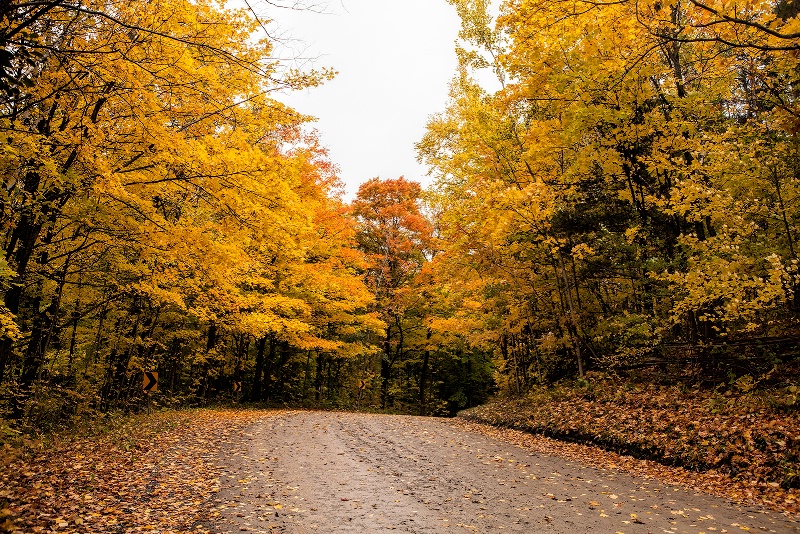 Country Road Fall Colours