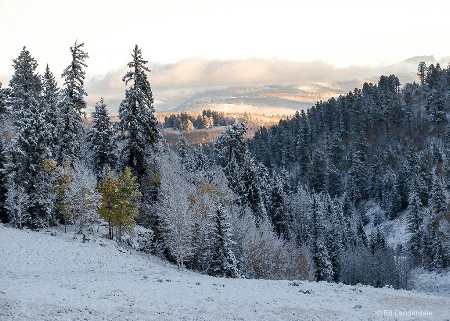 Morning Light
