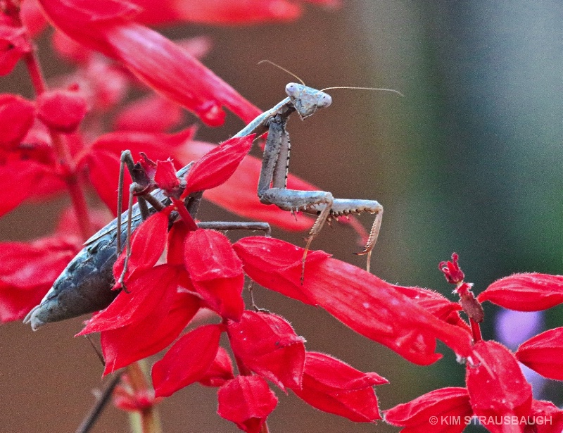 On The Red Blooms