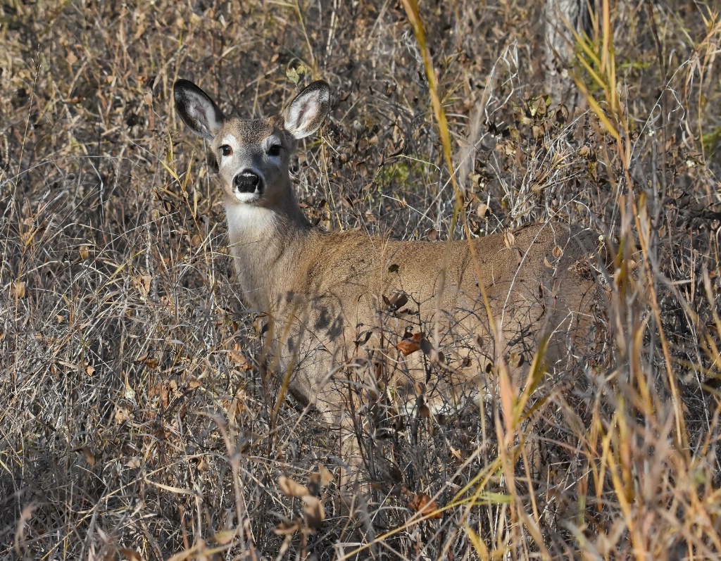 The Young Whitetail