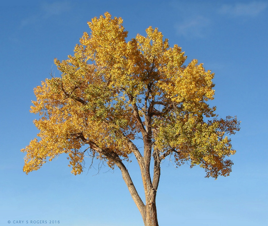 A Stately Cottonwood in Autumn