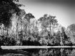 Industrial Pond