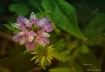 Pink Clover