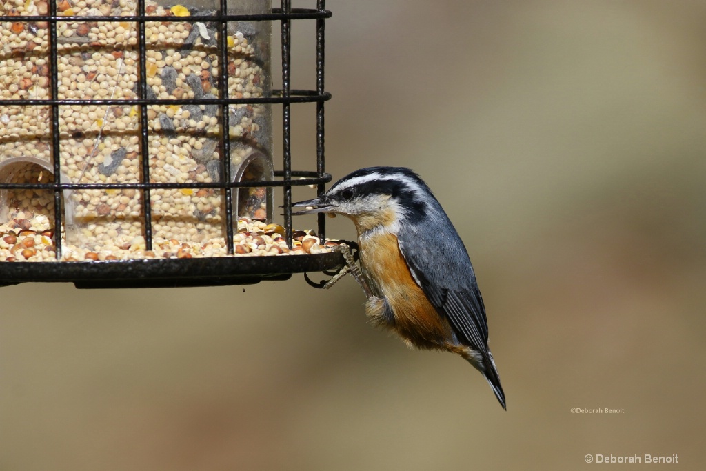 Rose Breasted Nuthatch