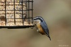 Rose Breasted Nut...