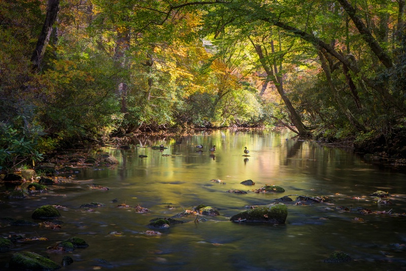 Autumn Stream