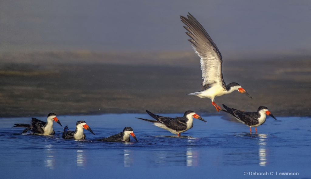 Black Skimmers