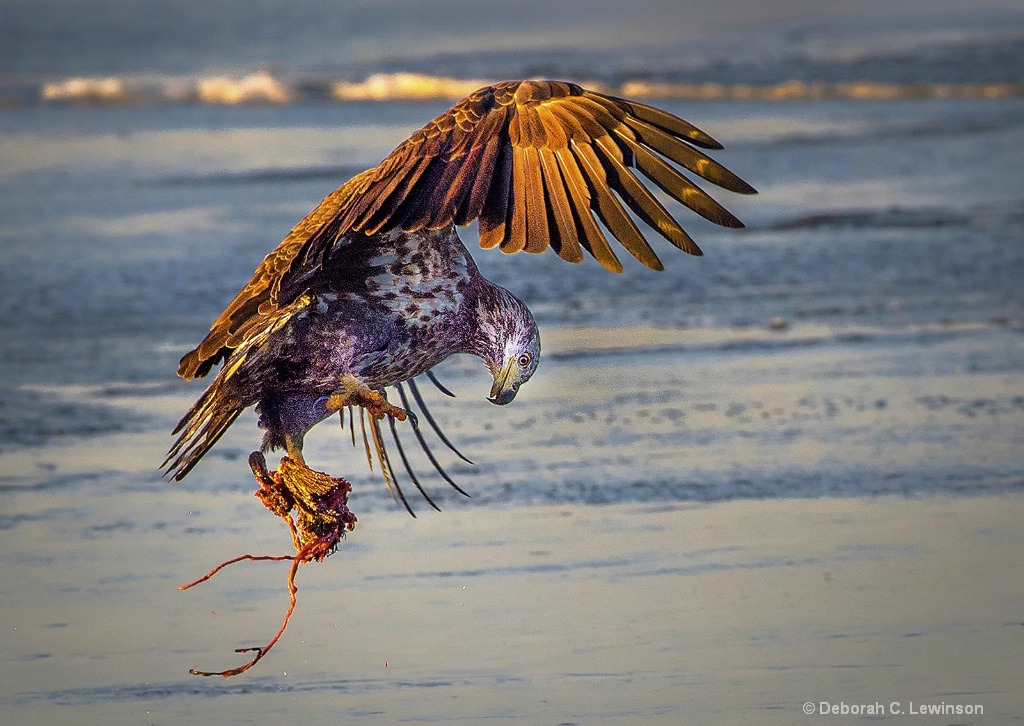 Juvenile Eagle with Catch