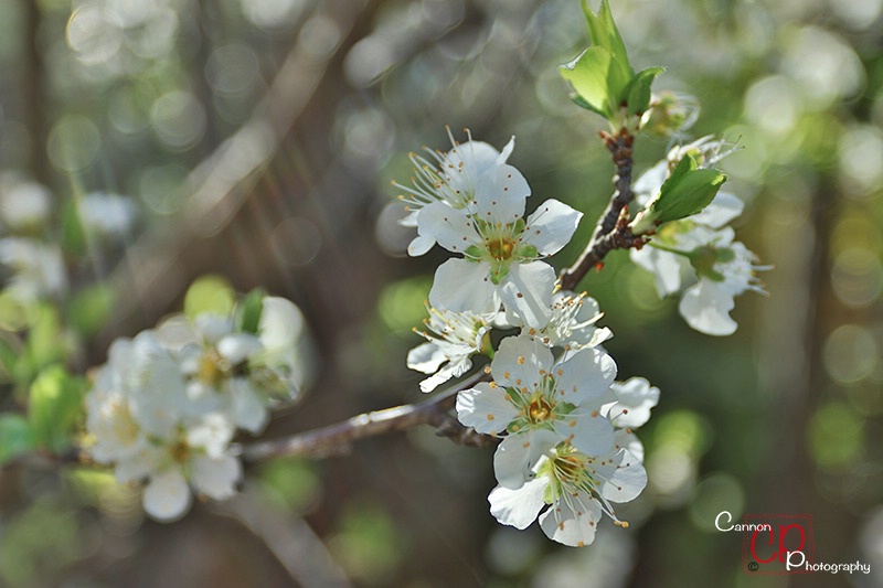 Sunlit blossom