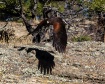 Shadow Wing