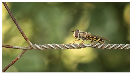 syrphid on chicken wire