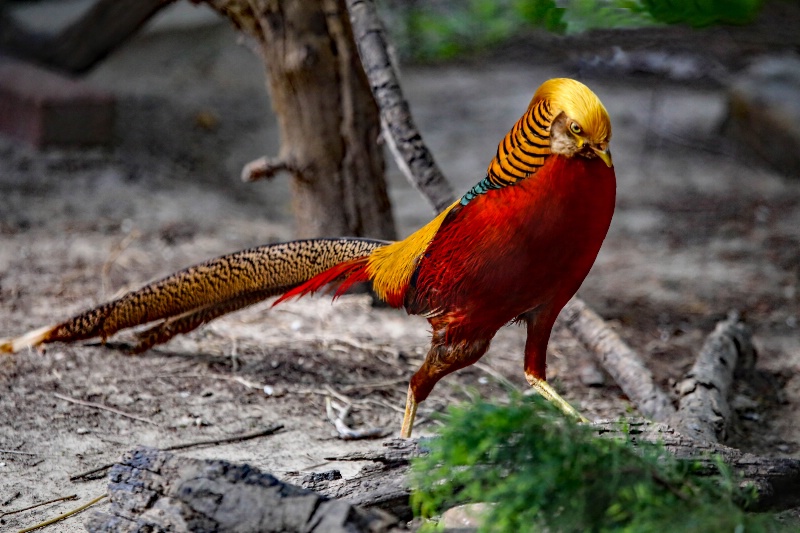 Golden Pheasant