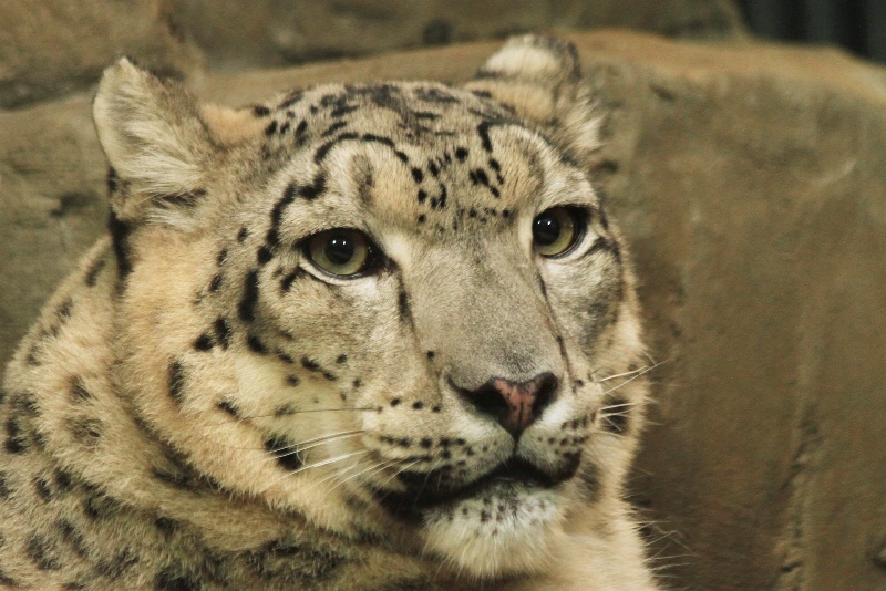 snow leopard at the zoo