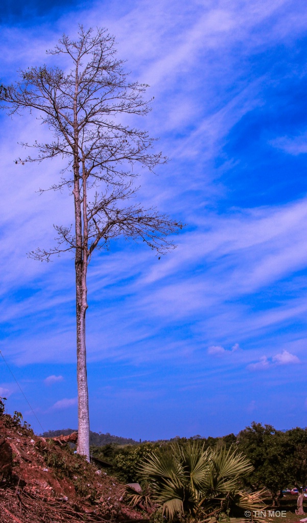 The Beauty of A Bare Tree