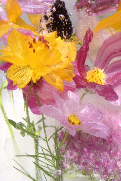 Cosmos and coreopsis in ice