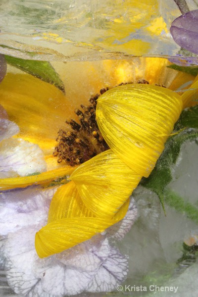Sunflower in ice X