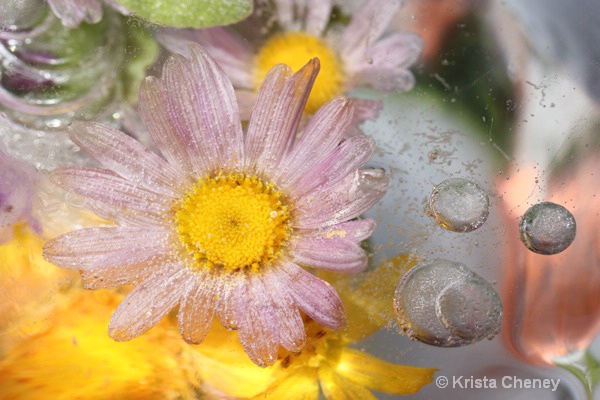 Pink daisy and bubbles in ice