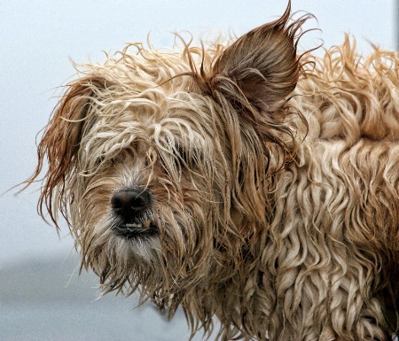 Scruffy Sled Dog