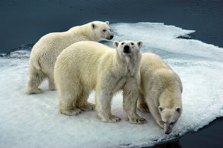 Ice Bear Threesome