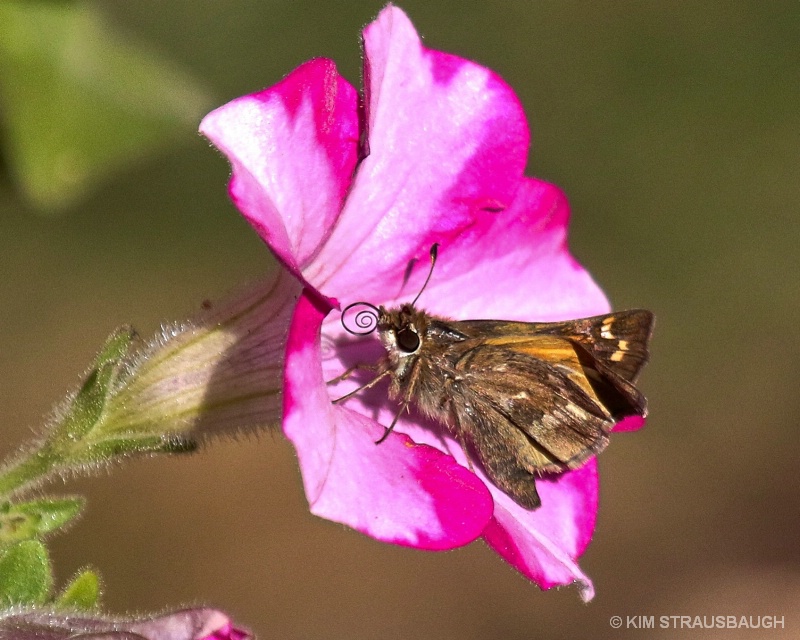 Butterfly On Petunia