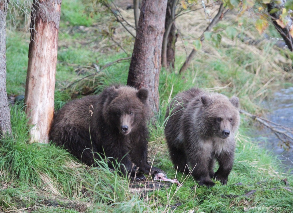 Springs brown bear cubs. 