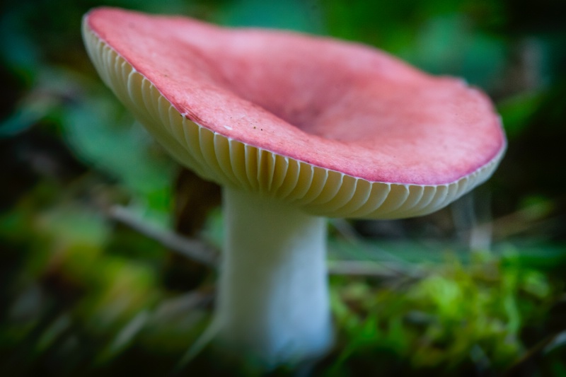 Red Topped Russula