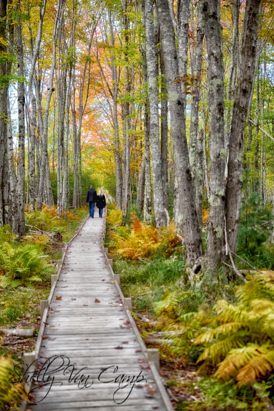 A walk through fall