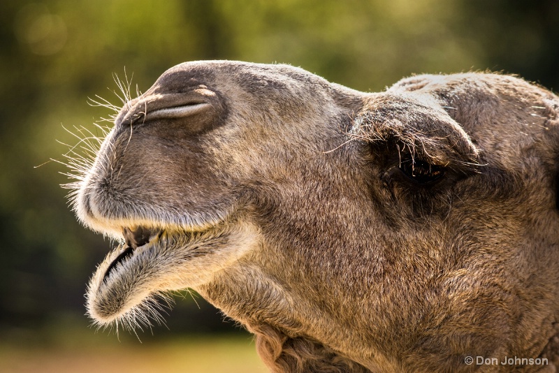 Camel Close-Up 10-22-16 725 - ID: 15259404 © Don Johnson
