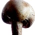© Gregory LaGrange PhotoID # 15259466: Mushroom