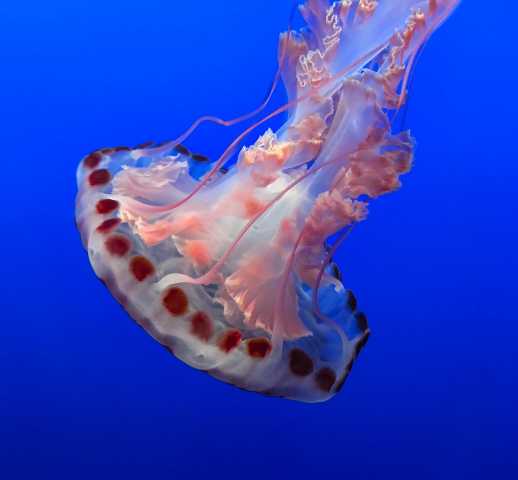 Jellyfish