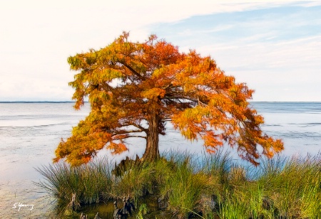 Fall Colors; Duck, NC